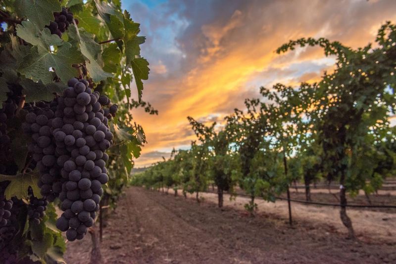 Grapevines of Napa Valley, USA