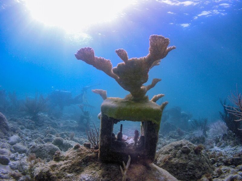 Midnight Parrotfish Reef