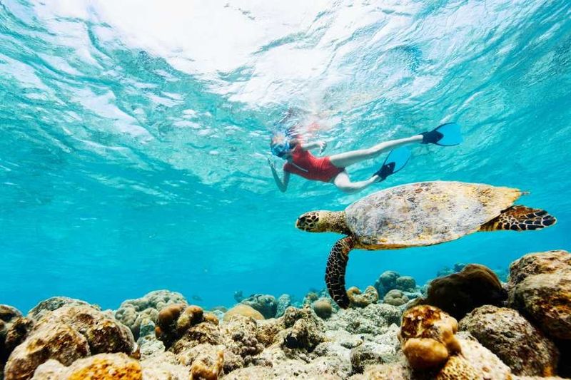 Unique Wildlife Encounters