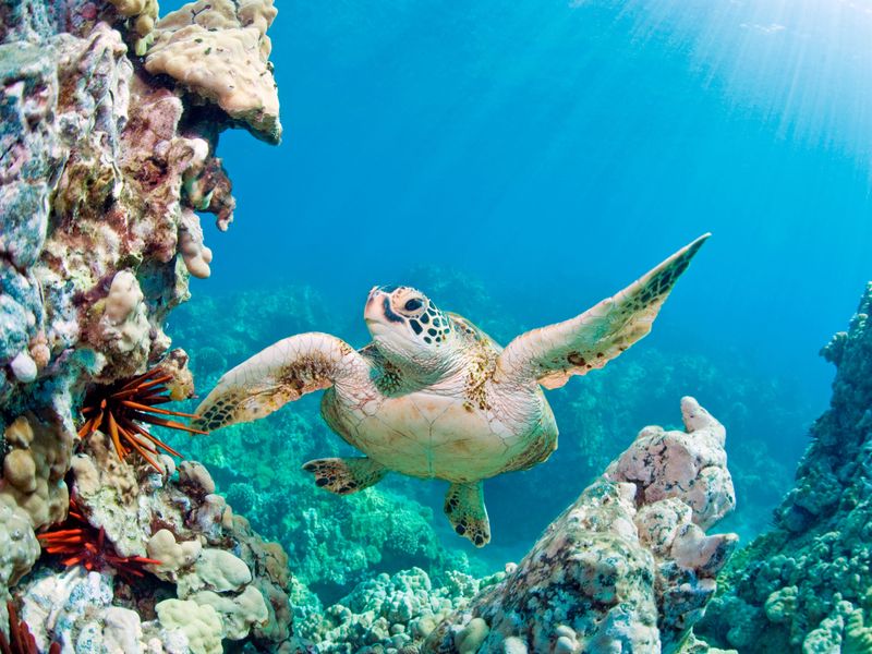 Rich Marine Life