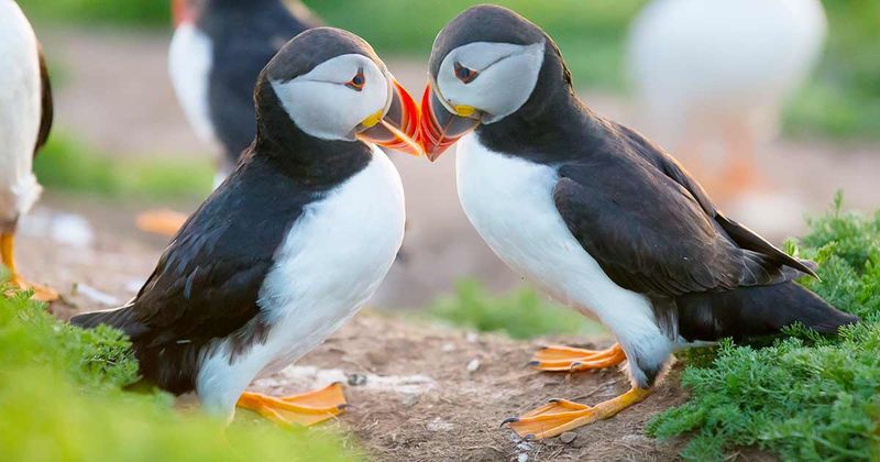 Icelandic Wildlife