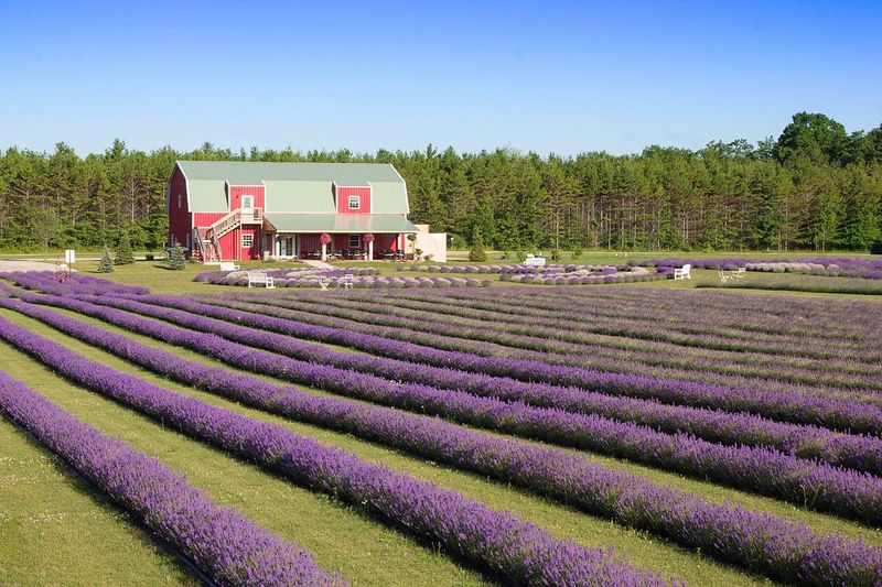 Washington Island Lavender Farm