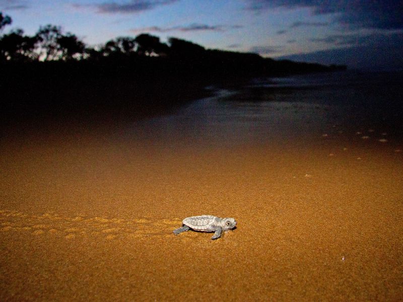 Australia's Mon Repos Conservation Park