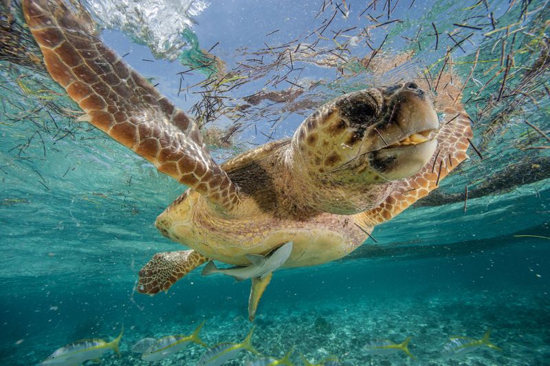 Turtle Grass Haven