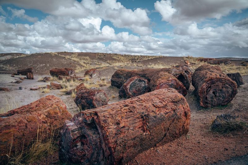 Petrified Forest National Park