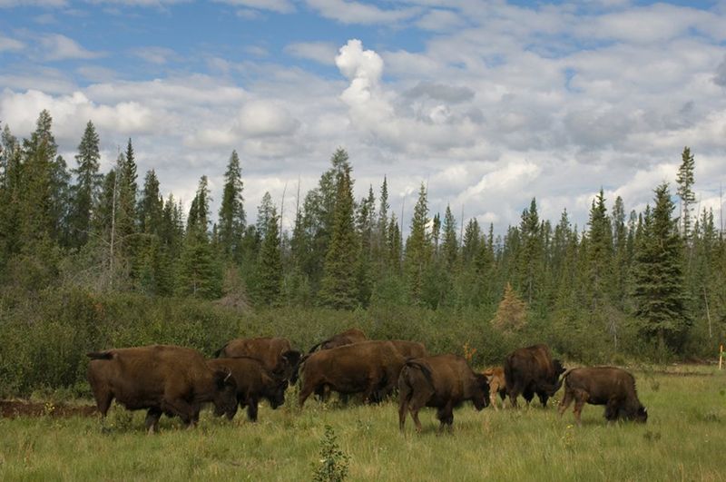 Wood Buffalo National Park, Alberta/Northwest Territories