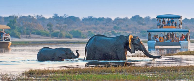 African Safari at Sea