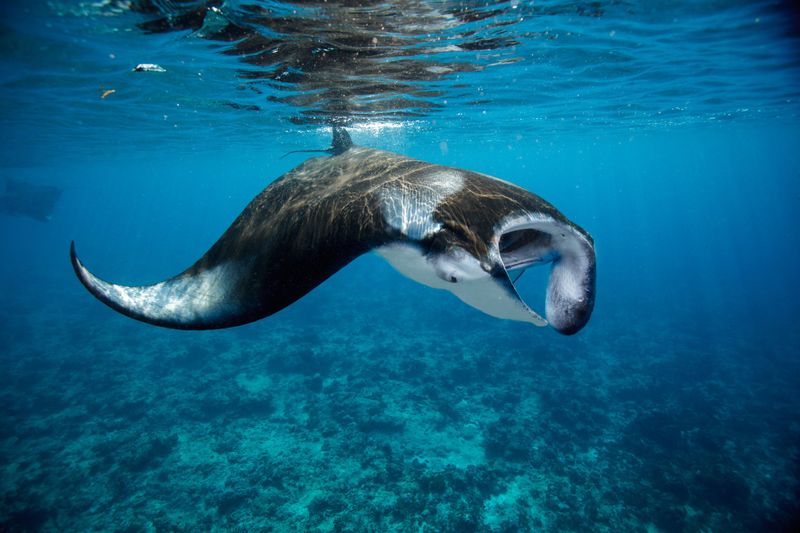 Six Senses Laamu's Manta Ray Tracking Controversy