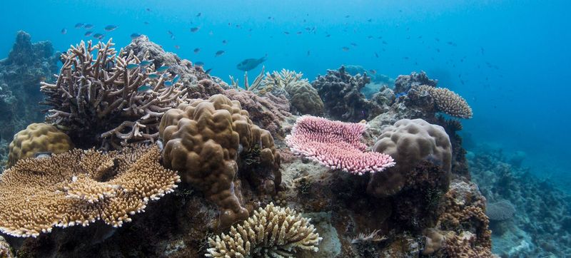 Bawah Reserve's Coral Bleaching Cover-Up
