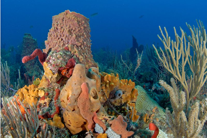 Coral Gardens