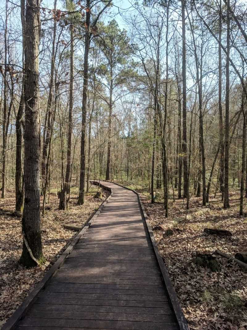 Pineywoods Boardwalk Trail
