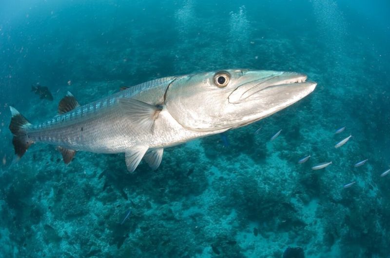 Barracuda Point