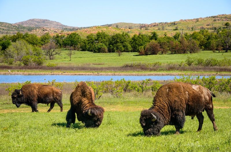 Oklahoma: Wichita Mountains Wildlife Refuge