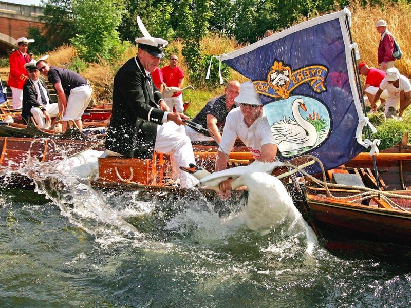 Swan Upping