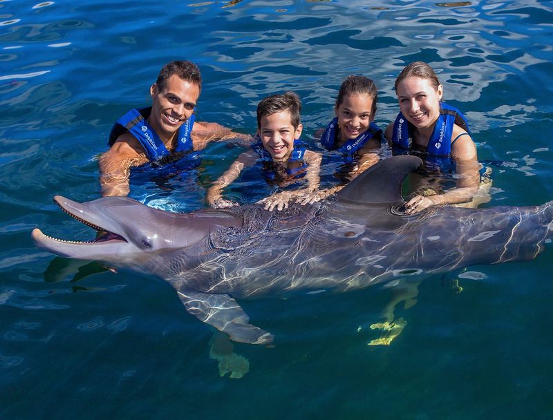 Interact with Dolphins at Delphinus