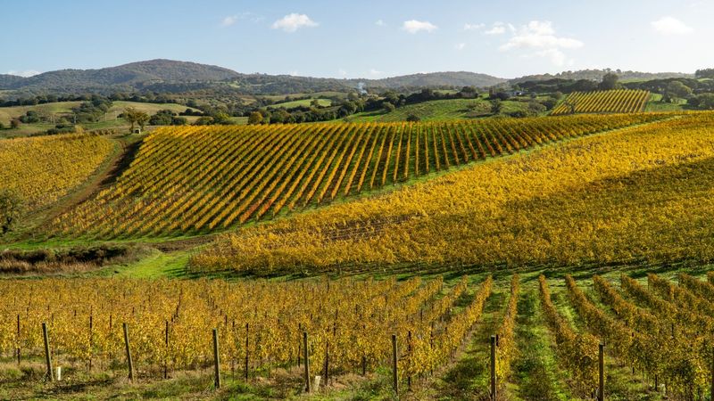 Scansano - Morellino Wine Haven