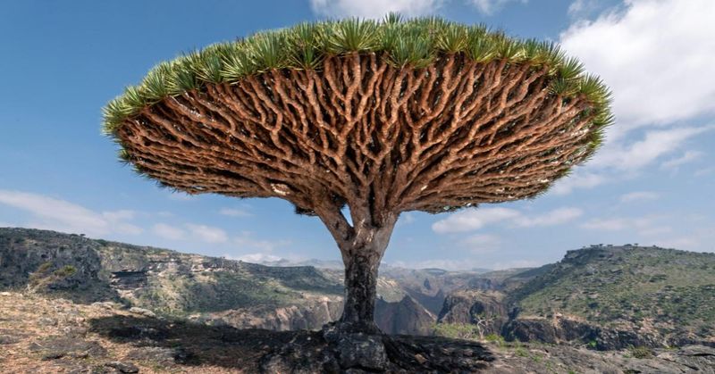 Socotra, Yemen