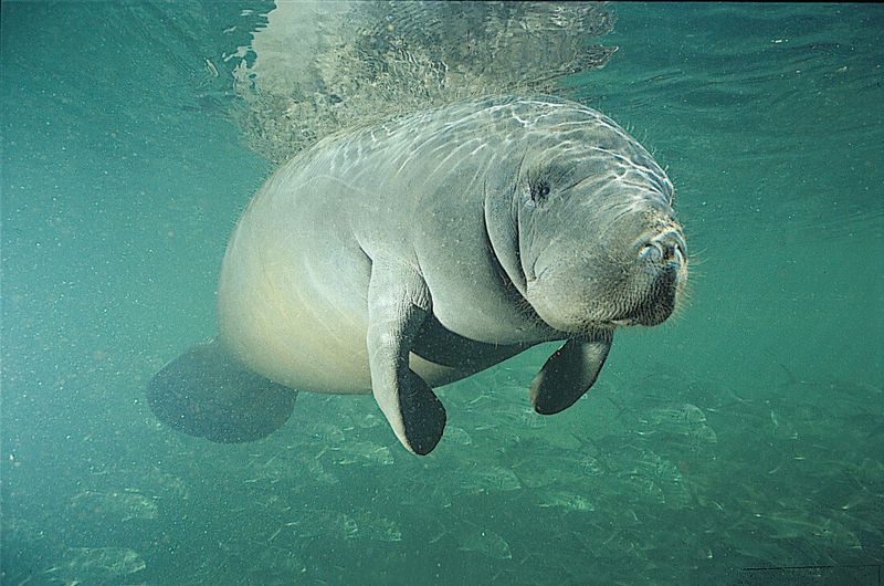 Marine Wildlife Interaction Rules