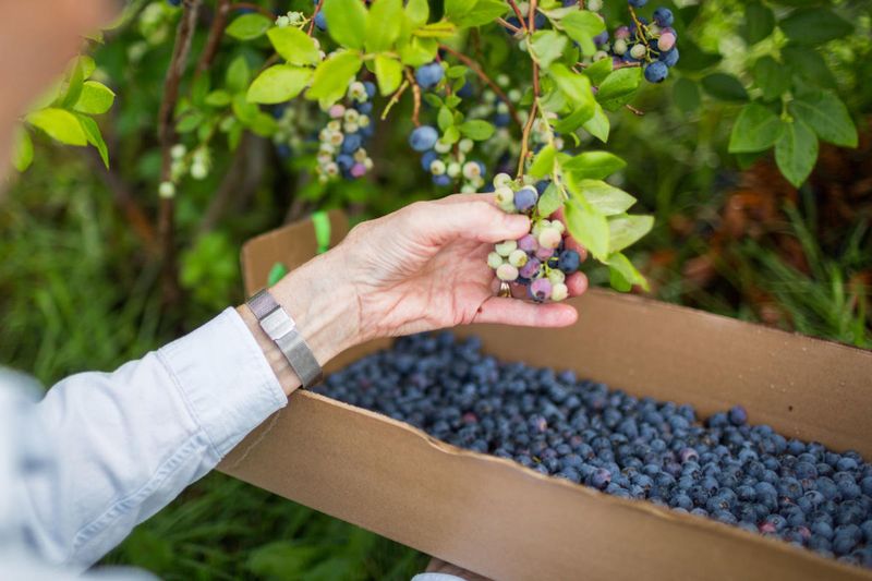 Bayfield's Berry Farms