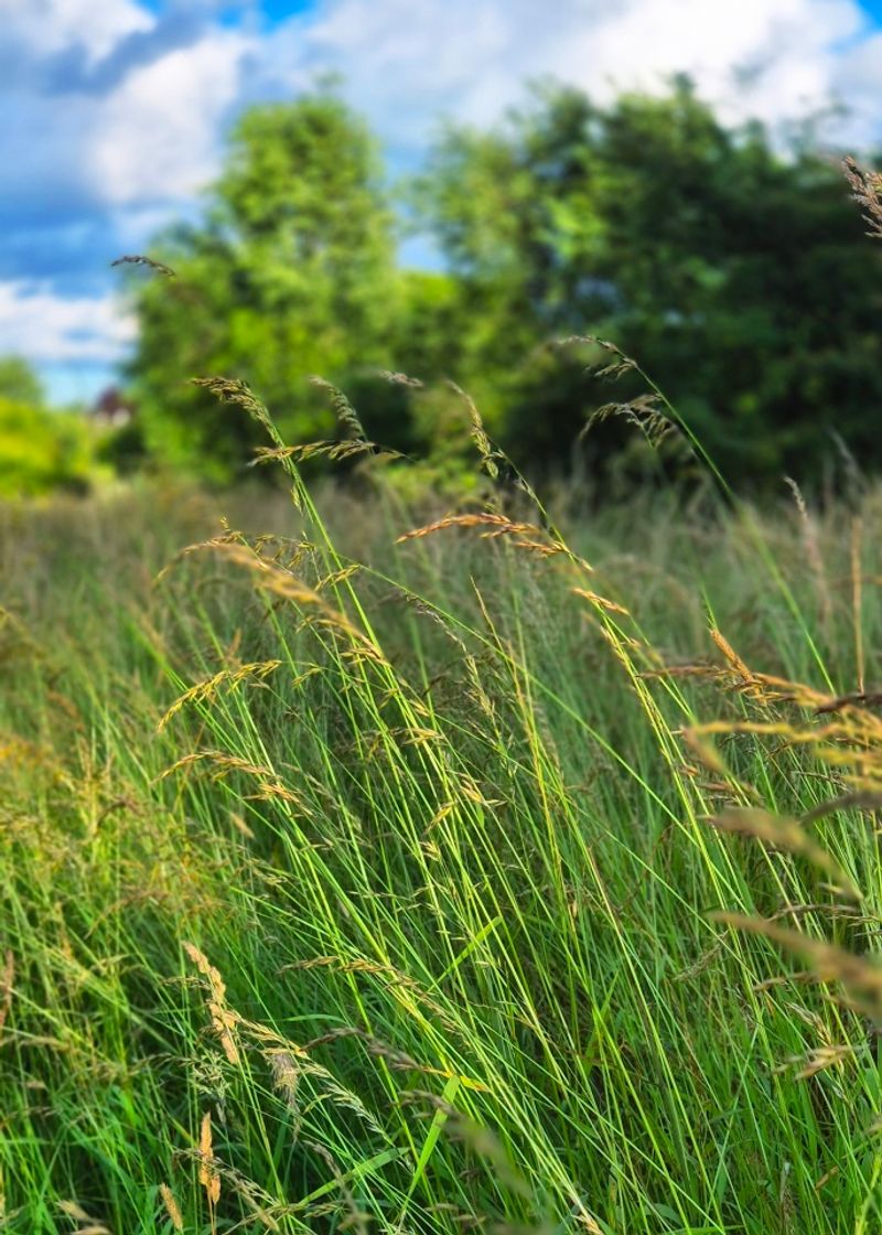 Whispering Grass Fields