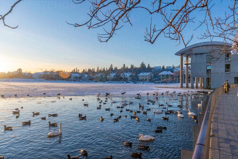 Tjörnin Pond Early Morning Serenity