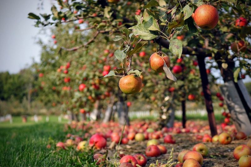 Apple Orchards of New York, USA