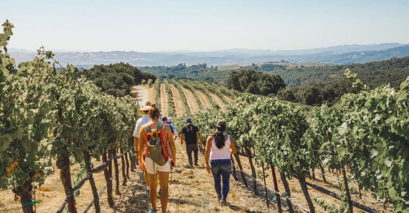 Local Winery Tours
