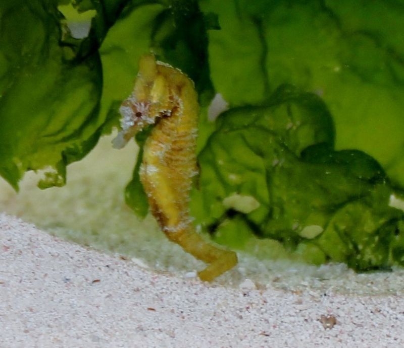 Seahorse Garden