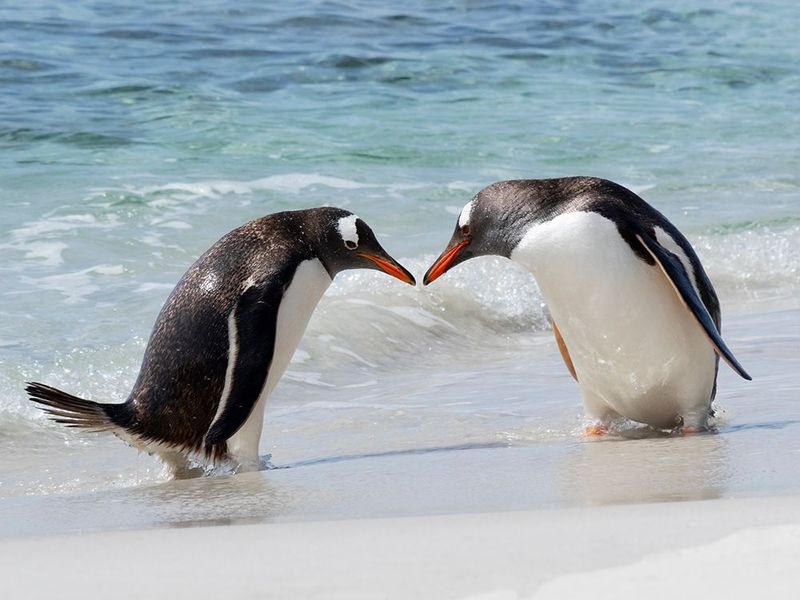 Falkland Islands, British Overseas Territory