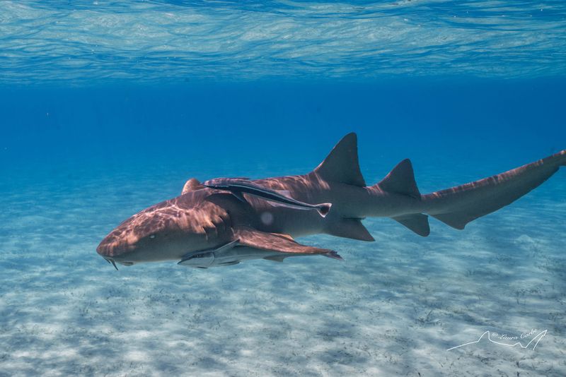 Nurse Shark Nursery