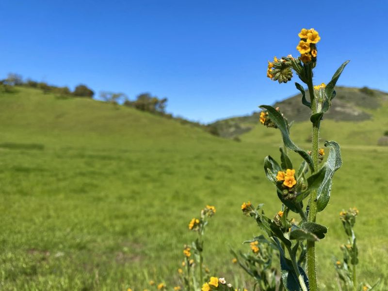 Coyote's Echo Valley
