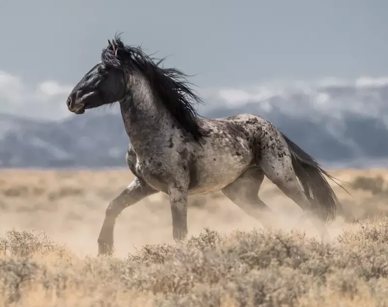 Wild Horse Basin