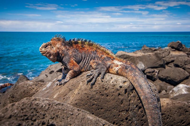 Galápagos Islands, Ecuador