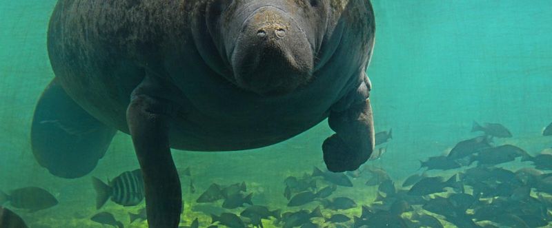The Homosassa Springs Wildlife State Park