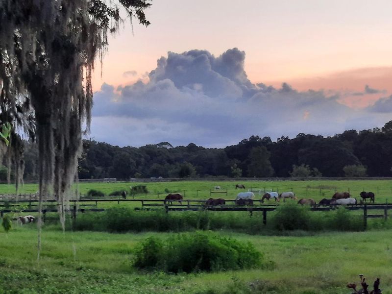The Ocala Horse Country