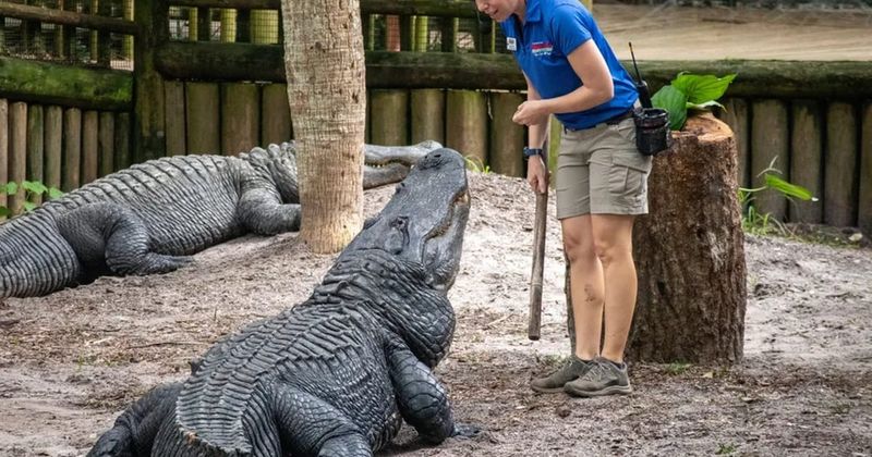 The St. Augustine Alligator Farm Zoological Park