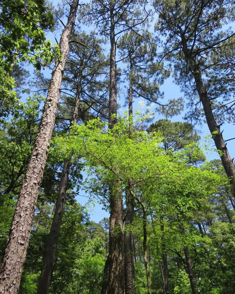 Whispering Pines Trail