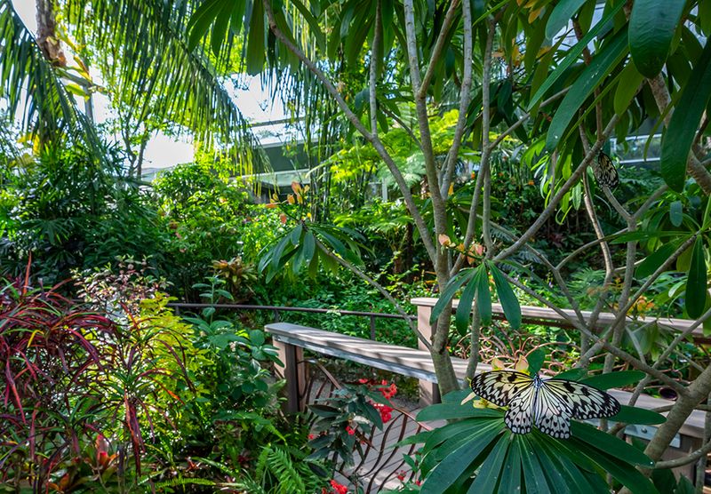 The Butterfly Rainforest