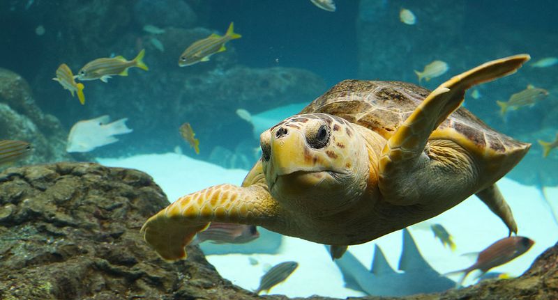 The Florida Aquarium