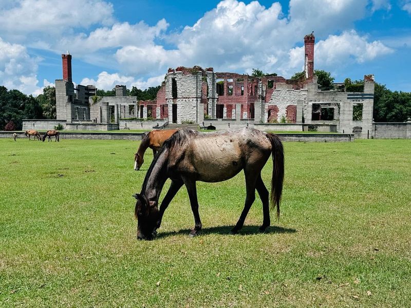 Cumberland Island, Georgia