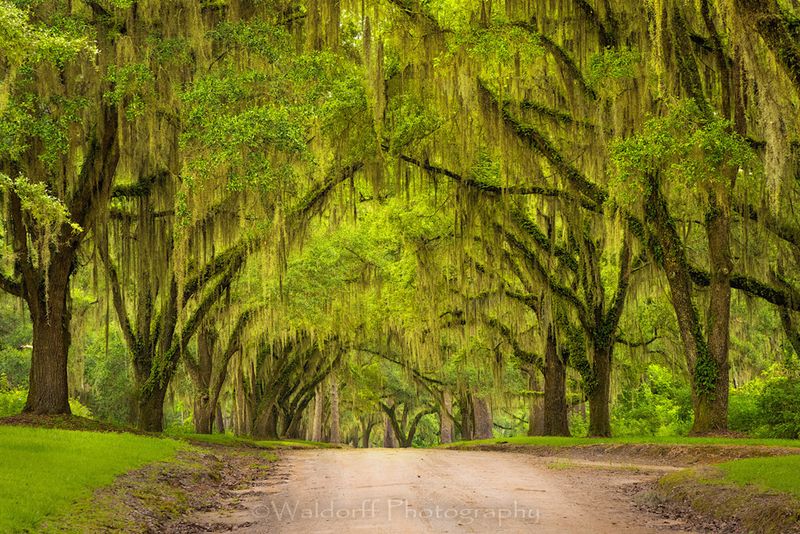 The Tallahassee Canopy Roads