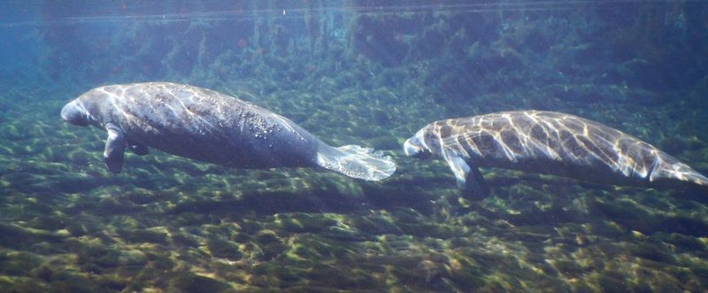 The Manatee Springs State Park