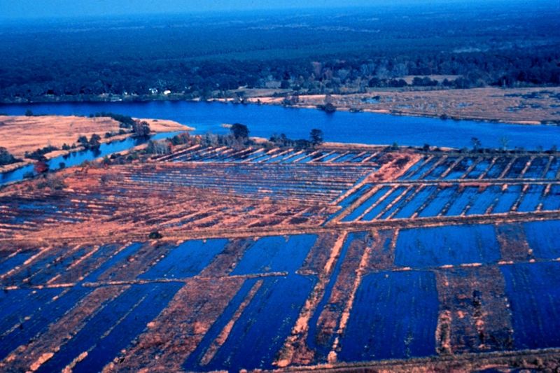 The Abandoned Rice Fields