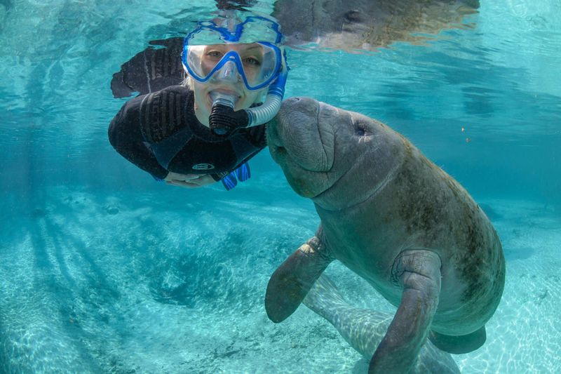 The Crystal River Manatee Swim