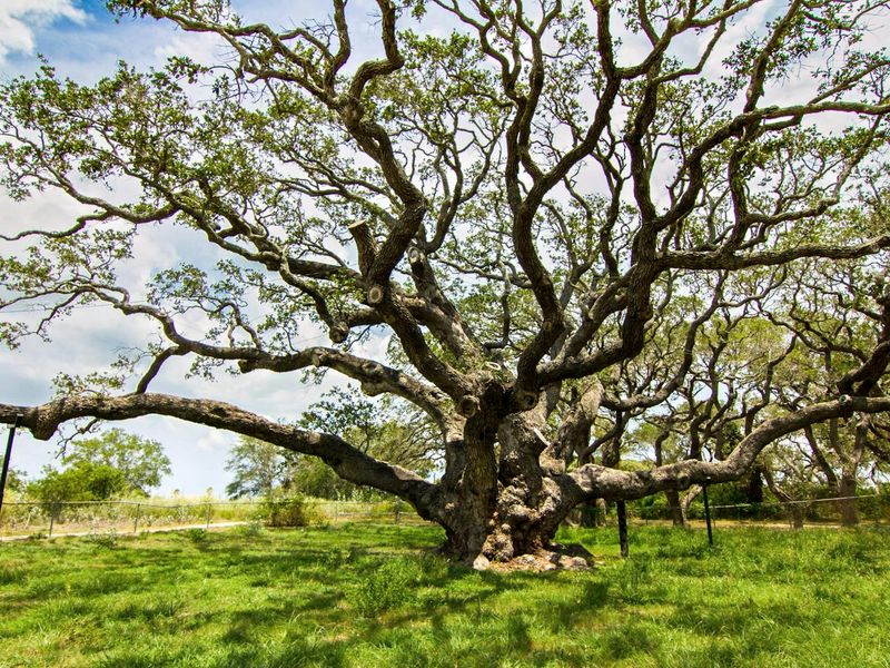 The Majestic Oak Grove