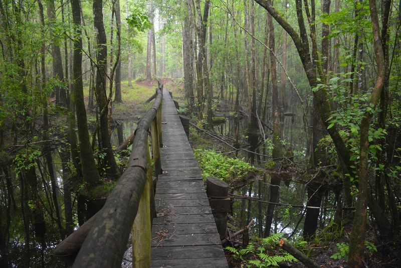 The Apalachicola National Forest