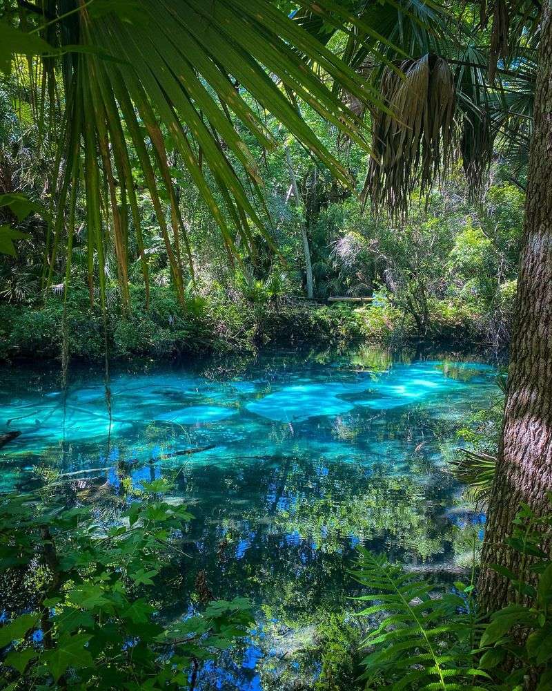 The Ocala National Forest