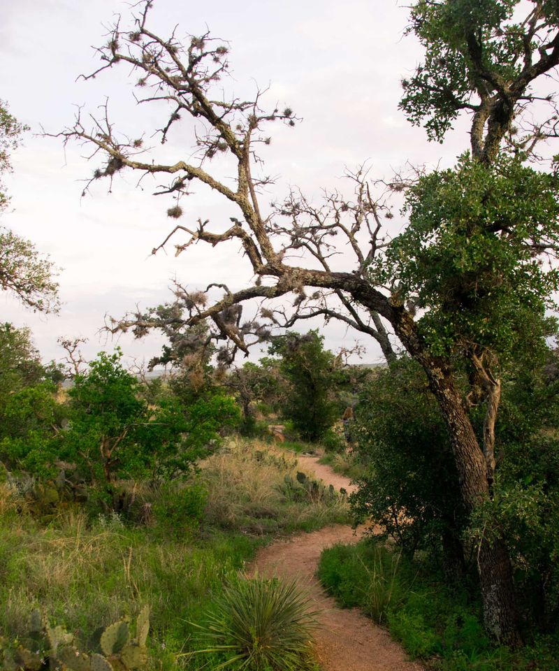 The Enchanted Forest Loop
