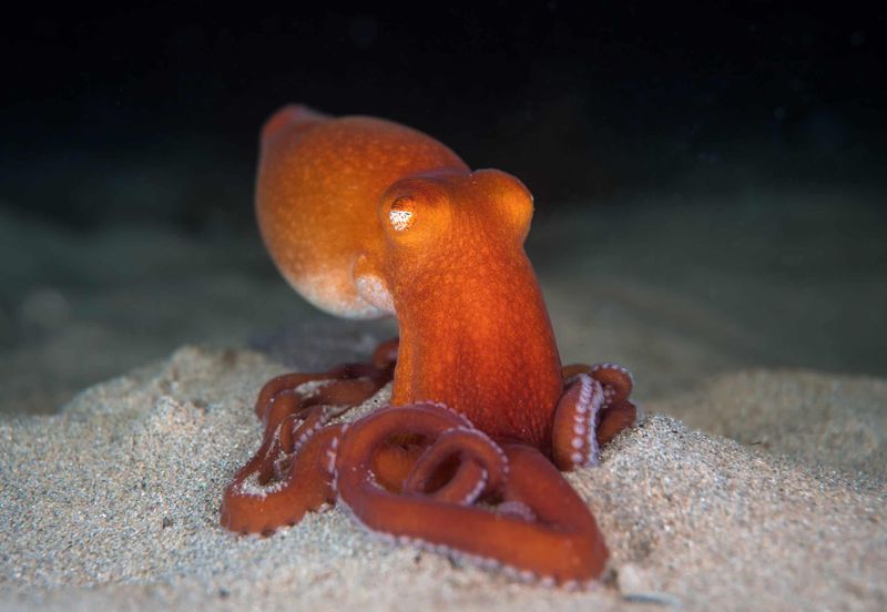 Octopus Alley