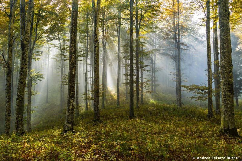The Whispering Woods of Cansiglio